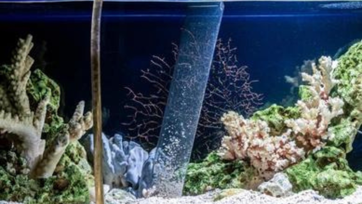 How to Change the Water in Your Saltwater Aquarium